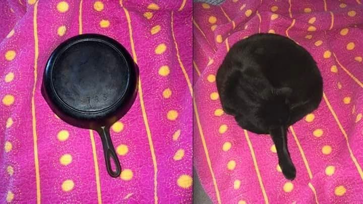 #猫猫