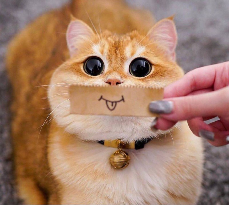 #猫猫#猫猫