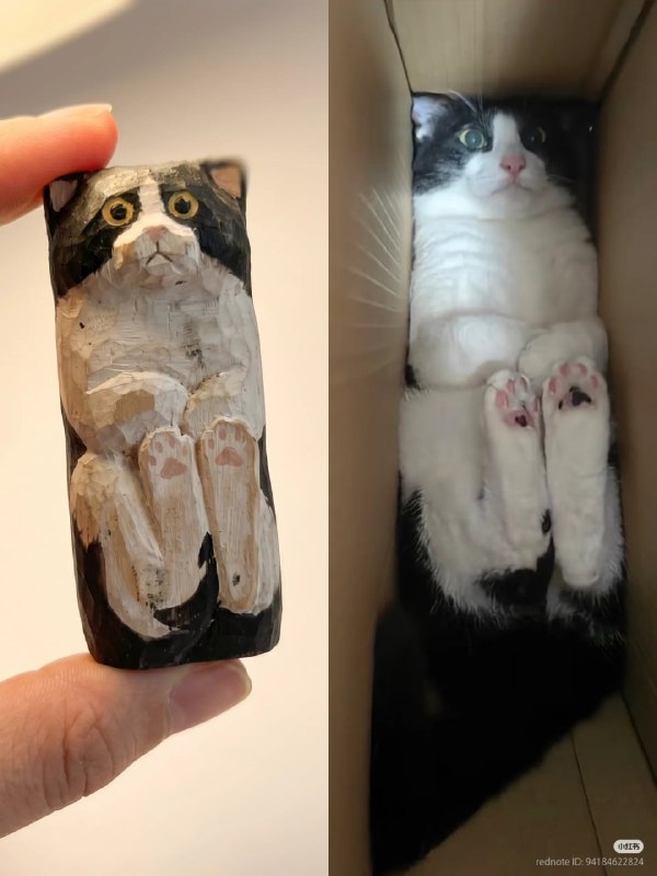 #猫猫