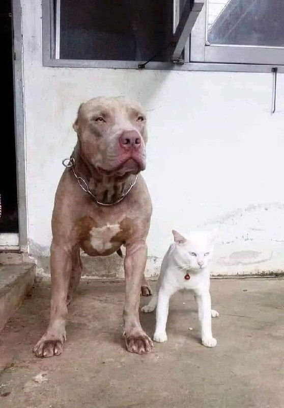 狗子带大的猫🐱，🤣已经忘记自己的血统了狗子带大的猫🐱，🤣已经忘记自己的血统了