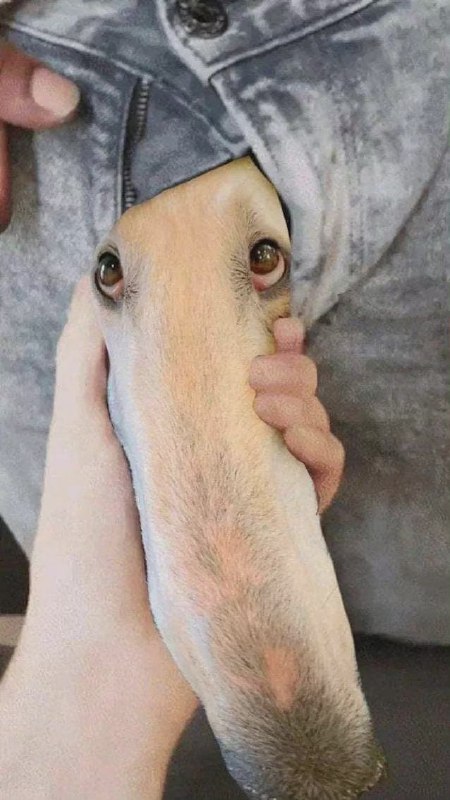 #怪图