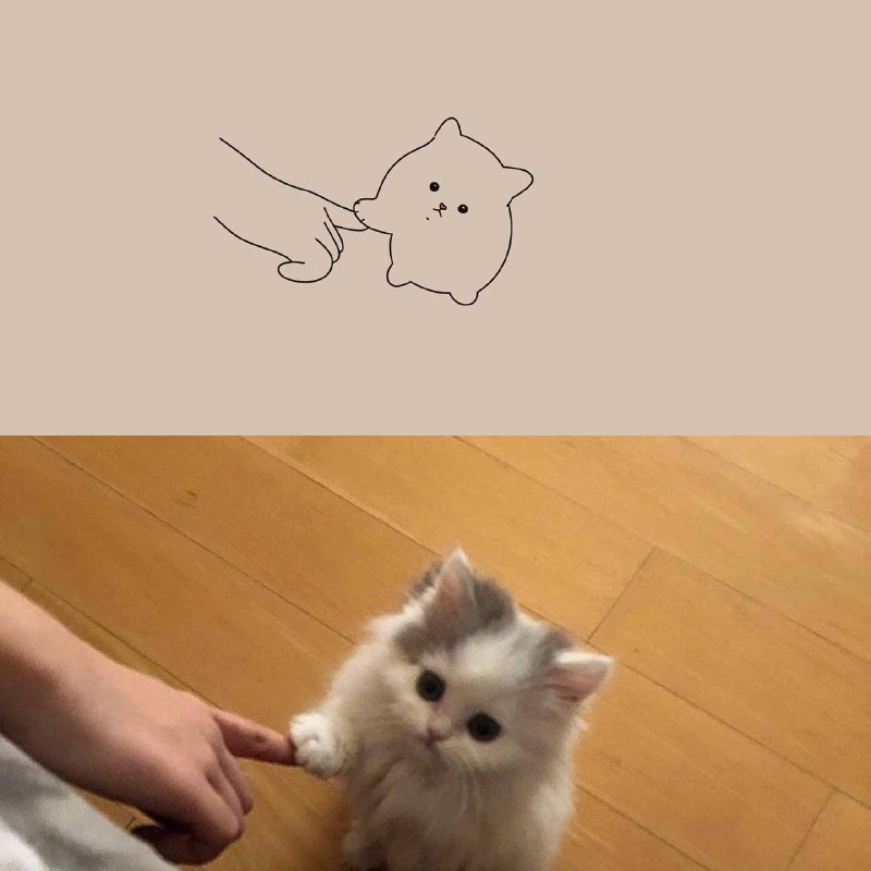 #猫猫