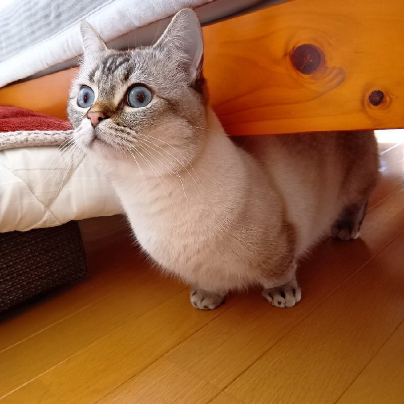 #猫猫