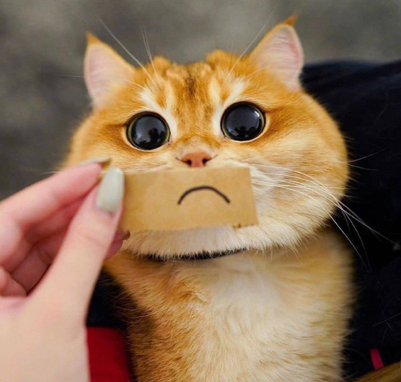 #猫猫#猫猫