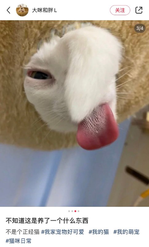 #猫猫#猫猫