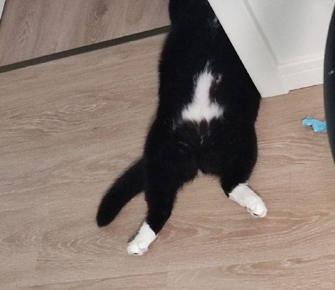 #猫猫#猫猫