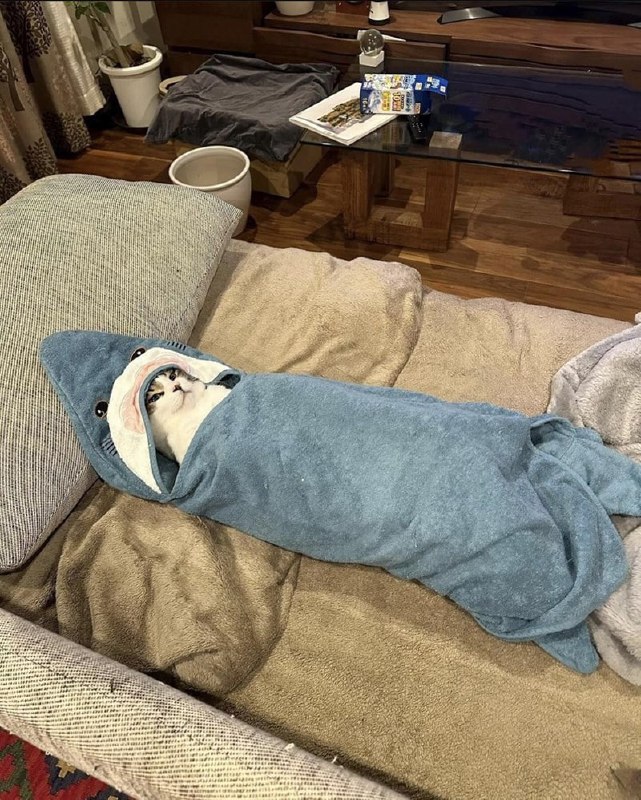 #猫猫