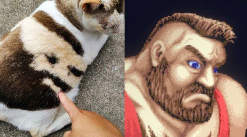 #猫猫 #Cosplay