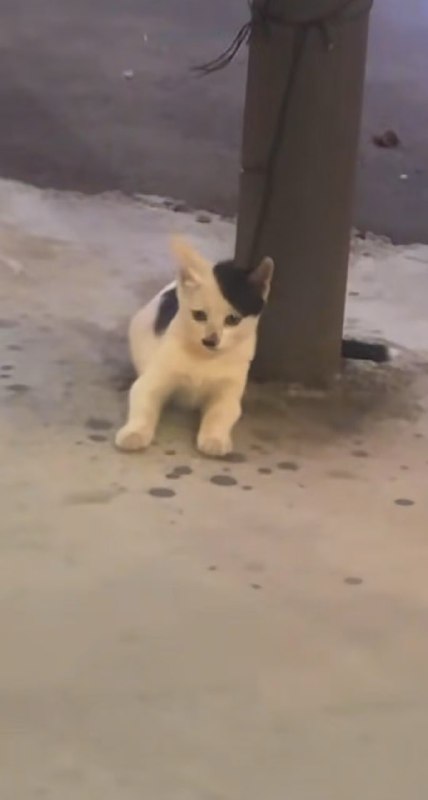 #猫猫