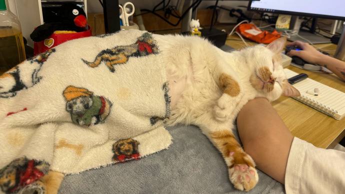#猫猫#猫猫