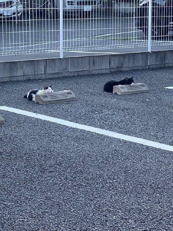 #猫猫#猫猫