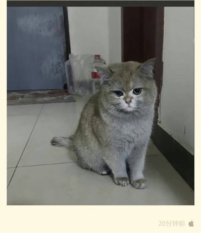 …………