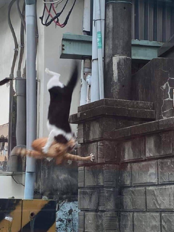 #猫猫#猫猫