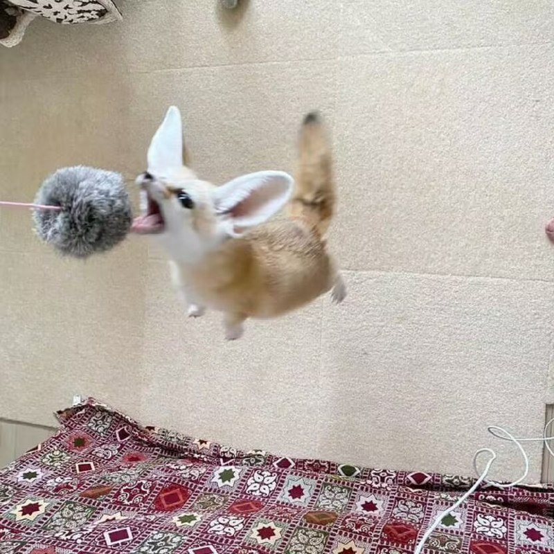 小狐狸起飞！😃