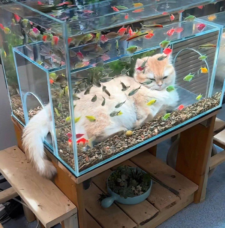 #猫猫