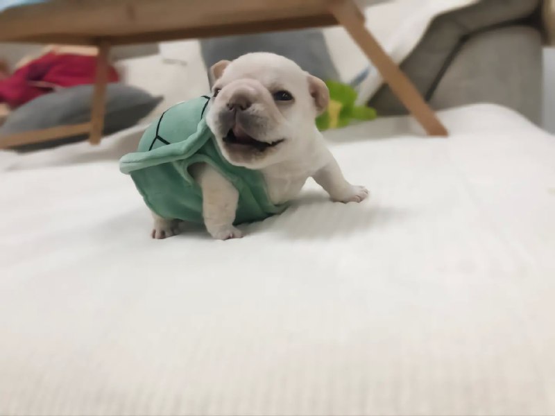 #狗狗#狗狗