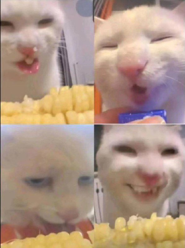 #猫猫