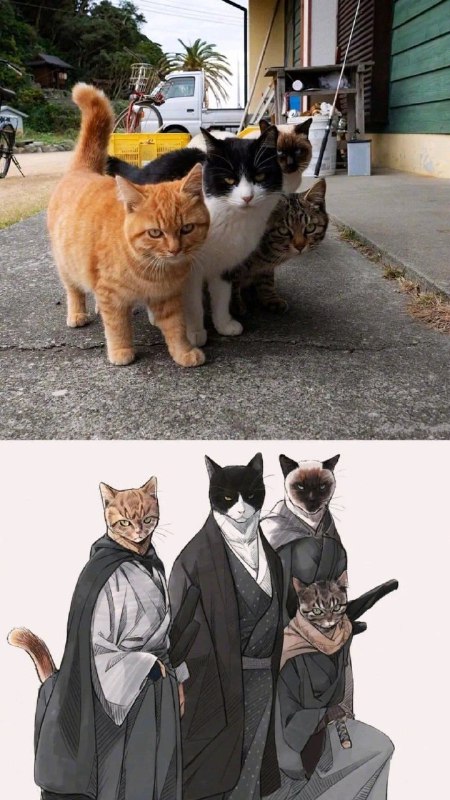 #猫猫