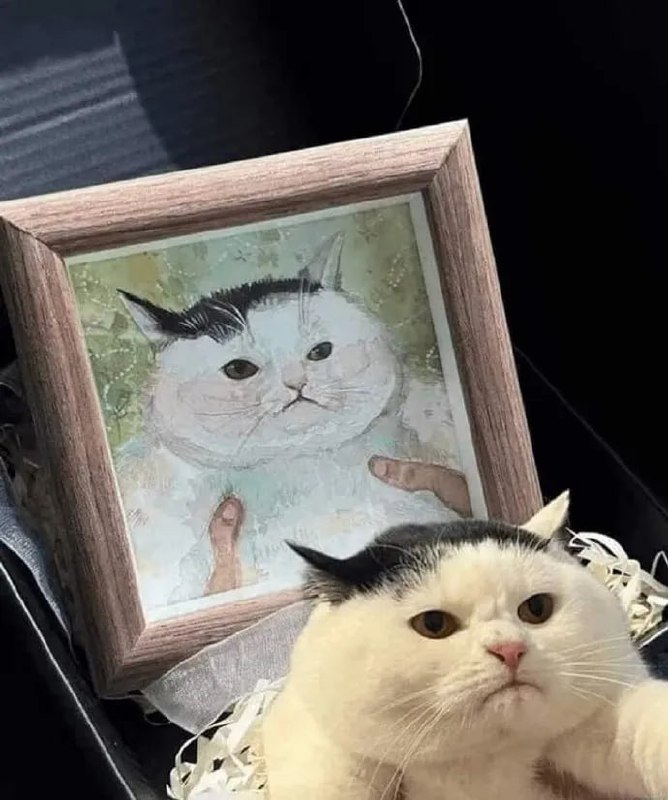#猫猫