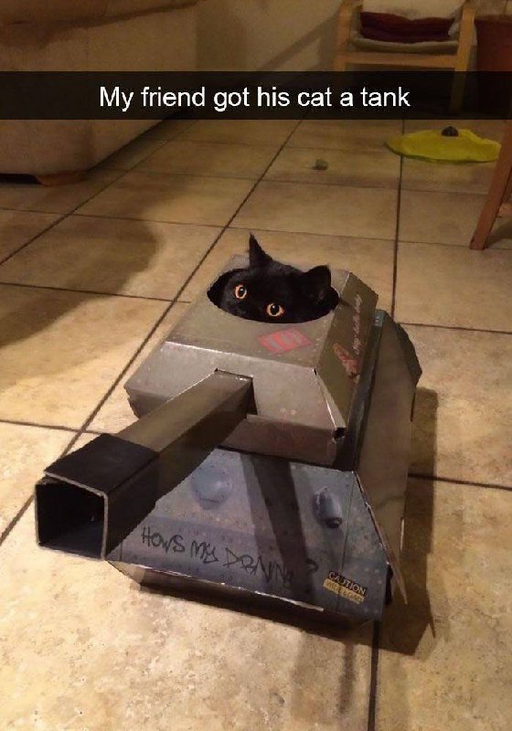 #猫猫