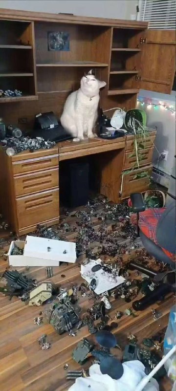 #猫猫