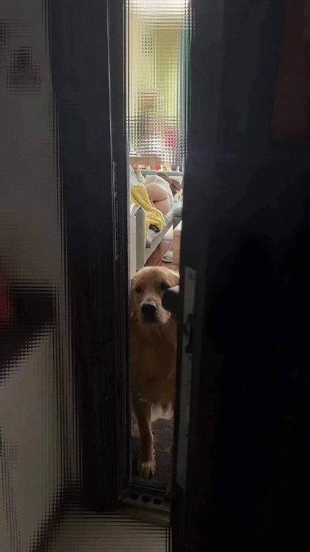 #狗狗