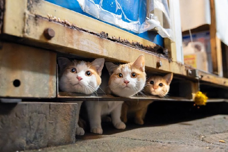 #猫猫