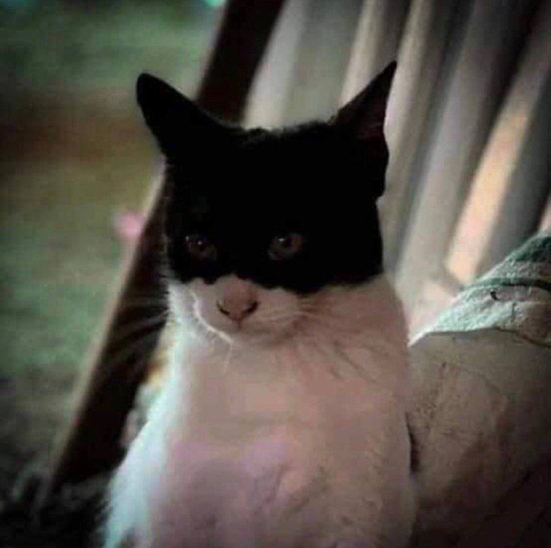 #猫猫 侠#猫猫 侠