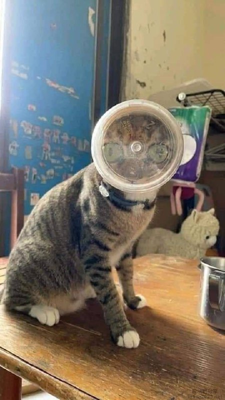 #猫猫#猫猫