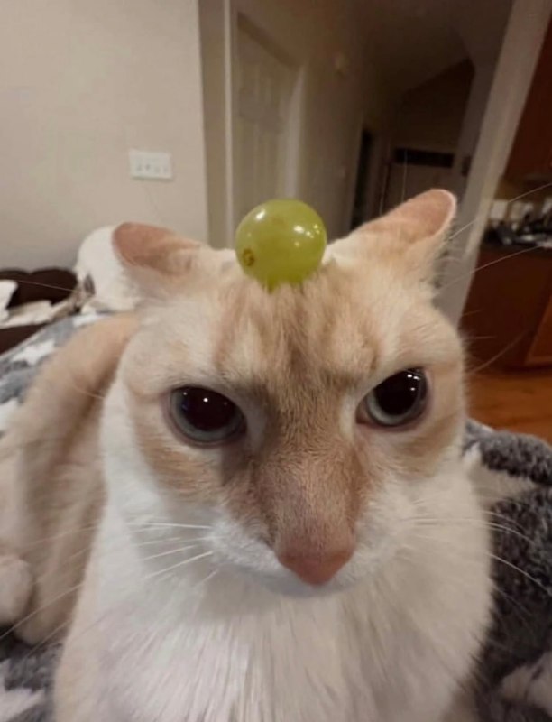 #猫猫