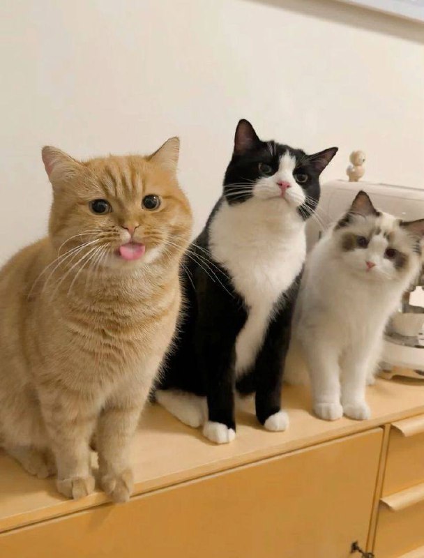 😛😐😐#猫猫