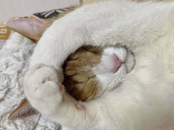#猫猫#猫猫