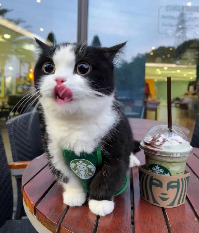 #猫猫