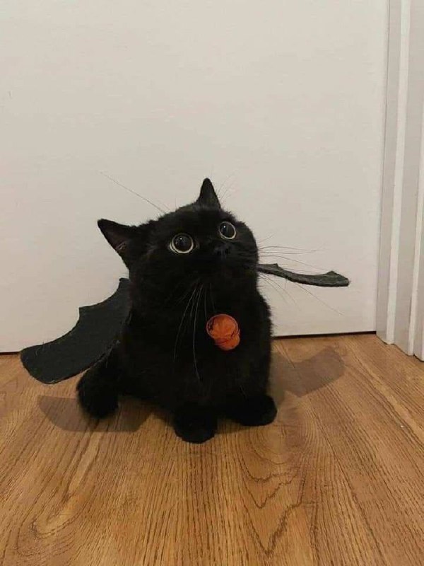 #猫猫