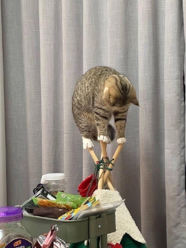 #猫猫