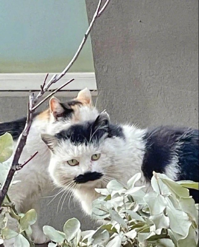 这是个大佐级别的#猫猫这是个大佐级别的#猫猫