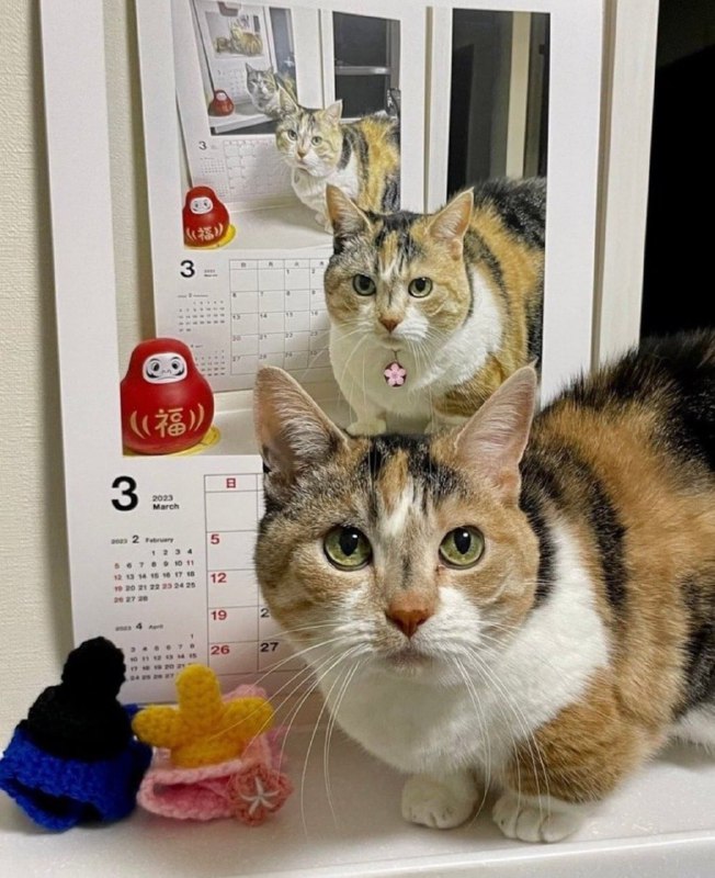 #猫猫