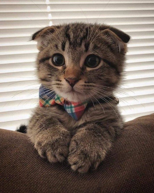 #猫猫