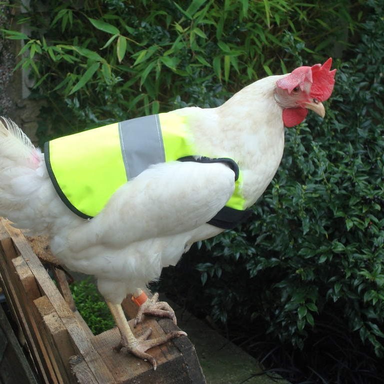 以防你没见过穿反光背心的鸡😮以防你没见过穿反光背心的鸡😮