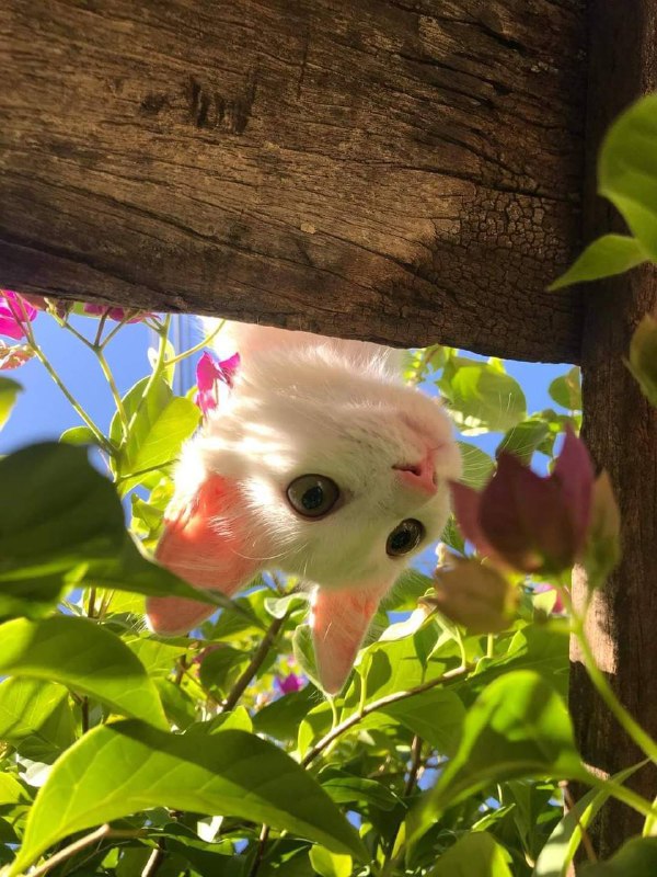 #猫猫头