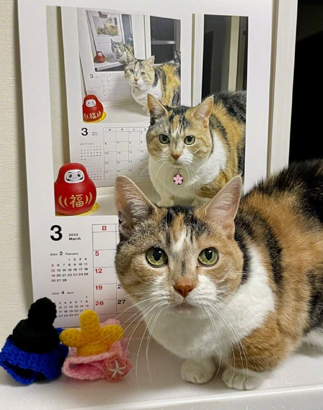 #猫猫 套娃日历