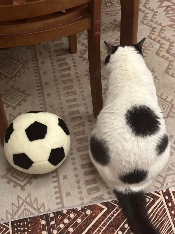足球喵⚽️#猫猫足球喵⚽️#猫猫