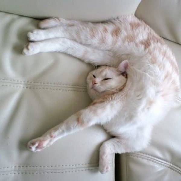 #猫猫
