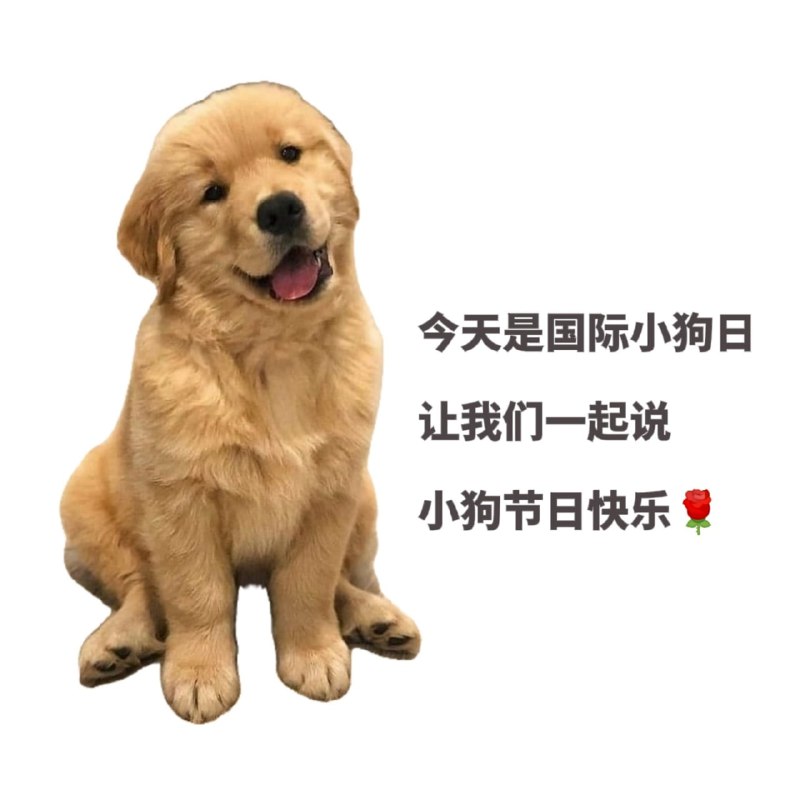 #国际小狗日小狗日们快乐啊😂