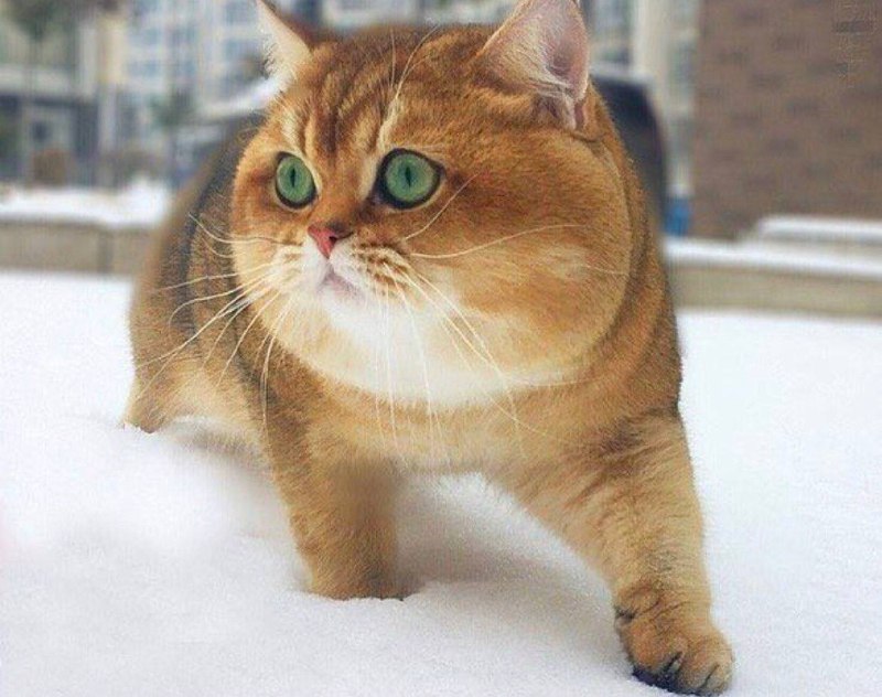 #猫猫#猫猫