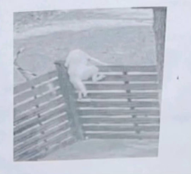 #狗狗#狗狗