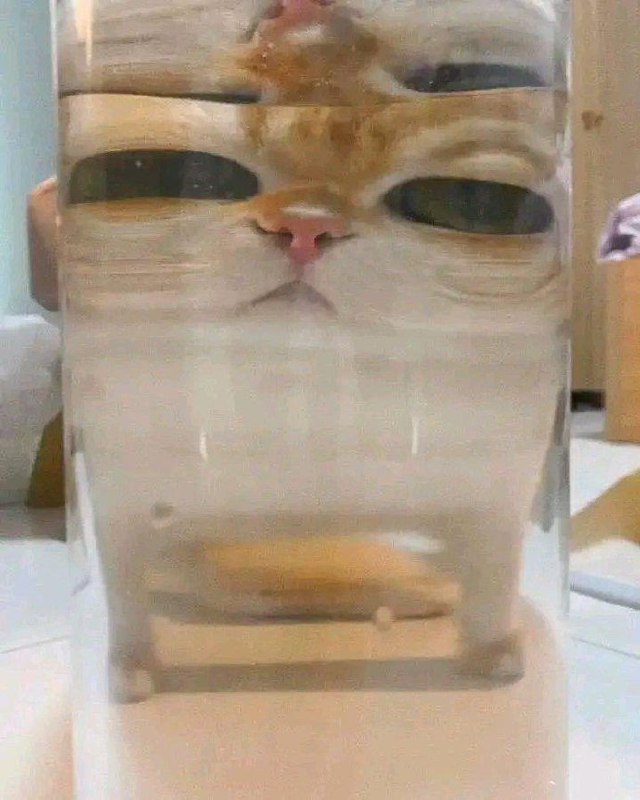#猫猫