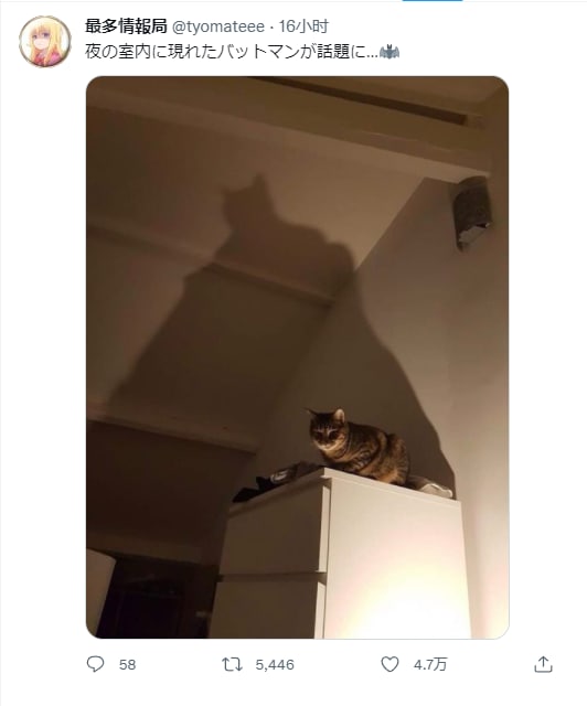 家里出现了一只蝙蝠侠家里出现了一只蝙蝠侠