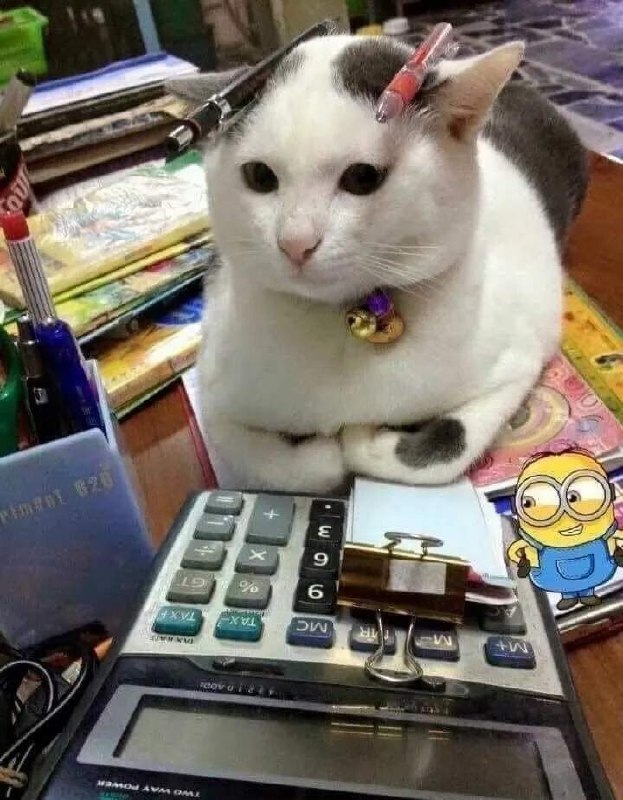 #猫猫
