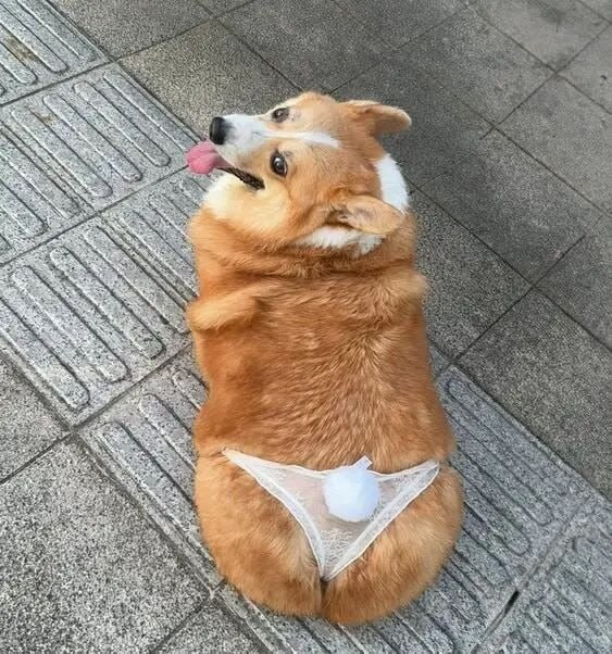 性感小肥基😁#狗狗